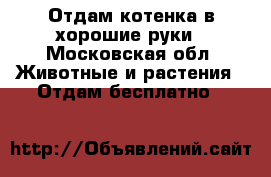 Отдам котенка в хорошие руки - Московская обл. Животные и растения » Отдам бесплатно   